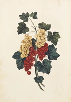 Ribes sativum, white and red currants Ribes sativum, white and red currants