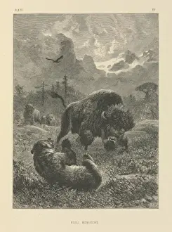 Victorian Era Animals Prints: Rival Monarchs