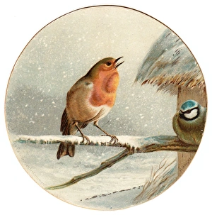 Robin and blue tit on a circular Christmas card Robin and blue tit on a circular Christmas card