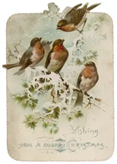 Robins on a Snowy Branch Print