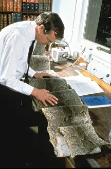 Rock Python Skin Print