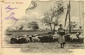 Shepherd With Flock Prints: Romanian shepherd with his flock