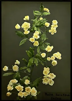 Rosa Banksiae Lutea (Lady Banks Rose) Rosa Banksiae Lutea (Lady Banks Rose)