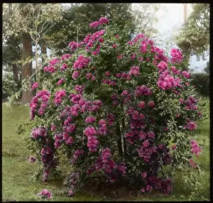 Pink Rose Flowers Prints: Rosa Weeping Excelsa