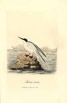 Roseate tern, Sterna dougallii Roseate tern, Sterna dougallii