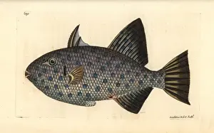 Richard Polydore Nodder Prints: Rough triggerfish, Canthidermis maculata