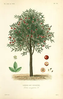 Rowan or mountain ash tree, Sorbus aucuparia Rowan or mountain ash tree, Sorbus aucuparia