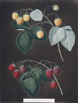 Rubus idaeus, raspberry Rubus idaeus, raspberry