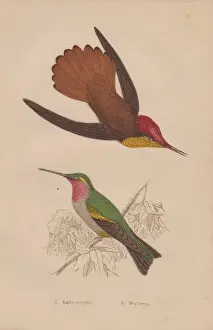 Steel Engraving Collectibles Prints: Ruby-crested, Chrysolampis mosquitus, and ruby-throated