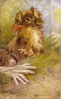 Pekingese Breed Prints: Ruby Pekingese / Postcard