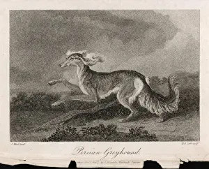 Saluki Dog Prints: Running Saluki