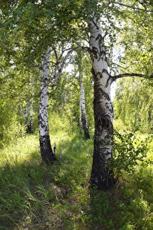 Russia - a compact woods kolok ('kolki for plural) Russia - a compact woods kolok ('kolki for plural)