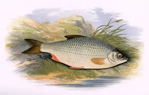 Prints of Rutilus rutilus, or Common Roach. Date: 1879 Roach Prints: 1879 Print of Rutilus rutilus, Common Roach