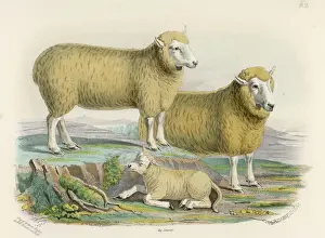 Sheep Prints: Ryeland Sheep Print: Ram and Ewe