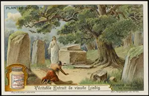 Sacred Oak Print: Ancient Germanic Tree of Thor and Druids