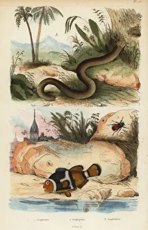 Saddleback clownfish and white worm lizard Saddleback clownfish and white worm lizard