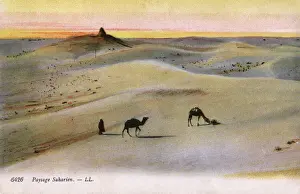 Prints of The Sahara Desert, North west Africa - two camels stride across the sand, accompanied by their Bedouin owner. Date: circa 1915 Algeria Prints: The Sahara Desert Print - Camels and Bedouin, circa 1915