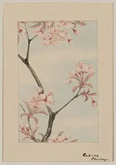 Sakura Cherry Blossom Print, 187-