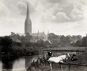 Salisbury Cathedral, across river, cows in the foreground Salisbury Cathedral, across river, cows in the foreground