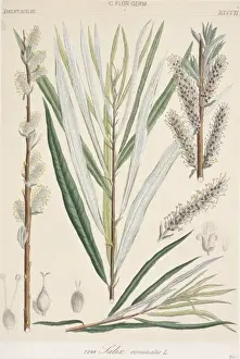 Botanical Illustration Prints: Salix viminalis, osier willow