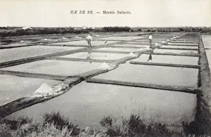 Salt Production on Ile de Re Print