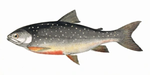 Salvelinus alpinus alpinus, or Alpine Char Salvelinus alpinus alpinus, or Alpine Char