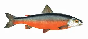 Prints of Salvelinus colii, or Coles Char, also known as Enniskillen Char, a member of the Salmonidae family. Date: 1865 County Fermanagh Prints: Salvelinus colii Print, 1865