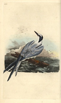 Sandwich tern, Thalasseus sandvicensis Sandwich tern, Thalasseus sandvicensis