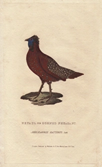 Satyr tragopan, Tragopan satyra Satyr tragopan, Tragopan satyra