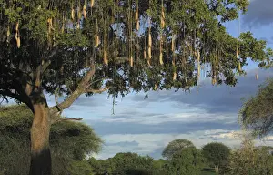 Tanzania National Parks Prints: Sausage Tree
