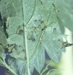 Insect Feeding Habits Prints: Sawfly larvae devouring a leaf