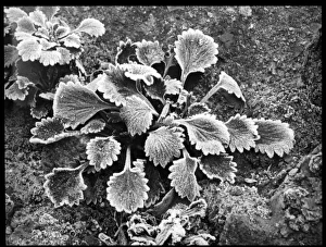 Saxifraga Umbrosa Pectinata Saxifraga Umbrosa Pectinata