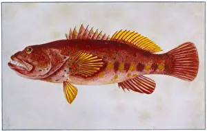 Scarlet Rock Cod Print