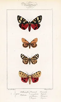 Scarlet tiger, clouded buff, wood tiger Scarlet tiger, clouded buff, wood tiger
