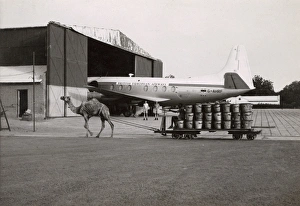 Scene with camel and plane at Khartoum Airport, Sudan Scene with camel and plane at Khartoum Airport, Sudan
