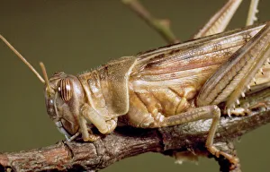 Schistocerca gregaria, desert locust Schistocerca gregaria, desert locust