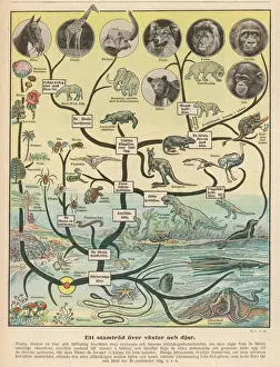 Prints of From the simple cell to the giraffe, via the mammoth and the pterodactyl Bovidae Prints: Evolutionary Timeline Print: From Single Cell to Giraffe
