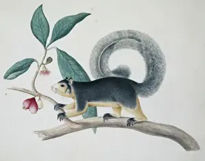 Prints of Sydney Parkinson, Ceylon drawings ( Banks Manuscript No. 20) 1767 Squirrel Prints: Long-tailed Squirrel Print, 1767