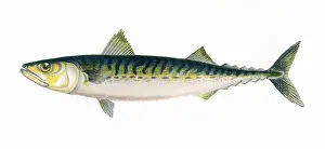 Historical Fish Illustrations Prints: Scomber scombrus, or Atlantic Mackerel