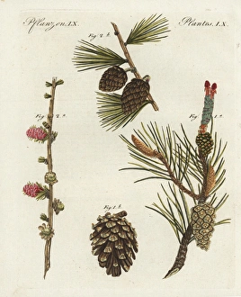Scots pine, Pinus sylvestris, and European Scots pine, Pinus sylvestris, and European