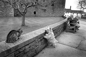 A Scottie dog pulls on its leash to reach a tabby cat A Scottie dog pulls on its leash to reach a tabby cat