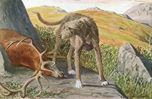 <b class=qtipBold><figcaption>Scottish Deerhound</figcaption></b><br>Scottish Deerhound, guarding a dead deer Date: 20th century<br><em>© Mary Evans Picture Library 2015 - https://copyrighthub.org/s0/hub1/creation/maryevans/MaryEvansPictureID/10548097</em> Scottish Deerhound