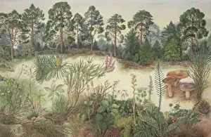 Scottish Pine Forest Print