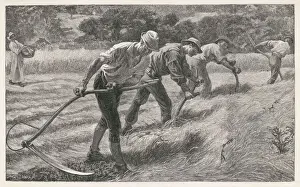 Agricultural Landscape Photography Prints: Scything the Hay