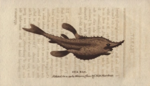 The sea bat or batfish, Halieutea species The sea bat or batfish, Halieutea species