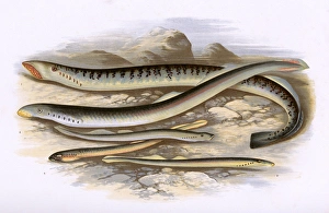 Sea Lamprey, Lampern, Planers Lamprey and Pride Sea Lamprey, Lampern, Planers Lamprey and Pride