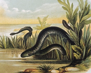 Sea lampreys. Engraving after a drawing by a Sea lampreys. Engraving after a drawing by a