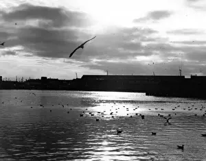 Vintage Docklands Photography Prints: Seagulls a the Docks