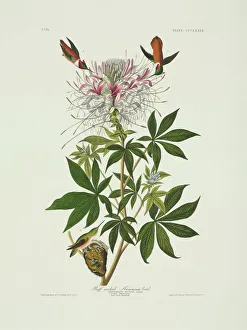Selasphorus rufus, rufous hummingbird Selasphorus rufus, rufous hummingbird