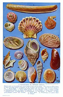 Whelk Prints: Circa 1920s British Shells Print